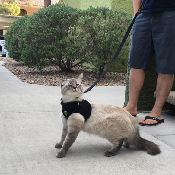 Meet your Posher, Juju - Picture 6 of 8